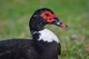Muscovy duck 