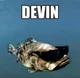 Devin