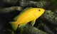 yellow cichlid