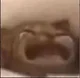 Crying cat