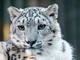 snow leopard