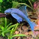 Blue Phantom Pleco 