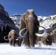 Mammoth herd