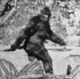 Hunt bigfoot