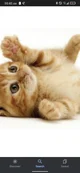 Cute kat 