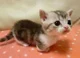 Gatito Munchkin