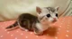 Gatito munchkin