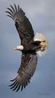 Eagle
