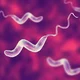 Campylobacter