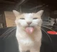 Goofy Cat