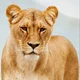 Lioness