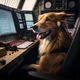 Dog 911