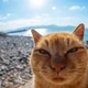 The wise Ginger cat