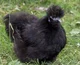 Black silkie hen