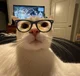 Nerd cat