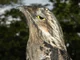 Great Potoo