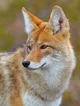 Coyote