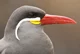 Inca Tern