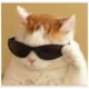 cat with glasses