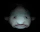 Blobfish