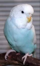 Budgie