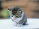 baby kitten 