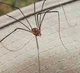 MrLonglegs