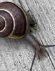 Snail