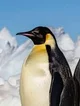 Emperor penguin