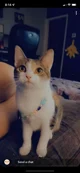 Your pet cat