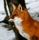 Fox Therian 