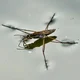 Water strider