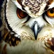 Aquarius the Owl