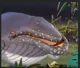 Inidra the Whale