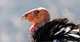 California condor