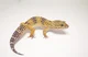 lepord zilla i gecko