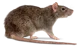 Rat