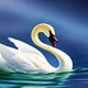 Libra The Swan