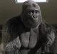 ivan the gorilla