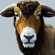 Aries The Ram