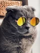 Cool cat