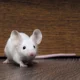 White Mouse