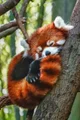 Red panda