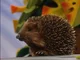 Hetty the Hedgehog