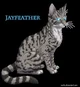 Jayfeather 