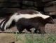 Wild Skunk