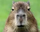 Capybara 