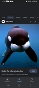 Keiko the orca