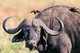 Bufalo