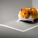 Hamster 